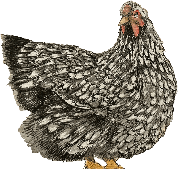 Une des poules qui parcourent le jardin