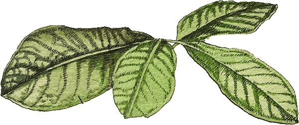 exotic leaves